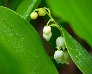 Preview wallpaper lilies of the valley, flowers, leaves, drops, macro