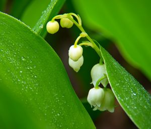 Preview wallpaper lilies of the valley, flowers, leaves, drops, macro