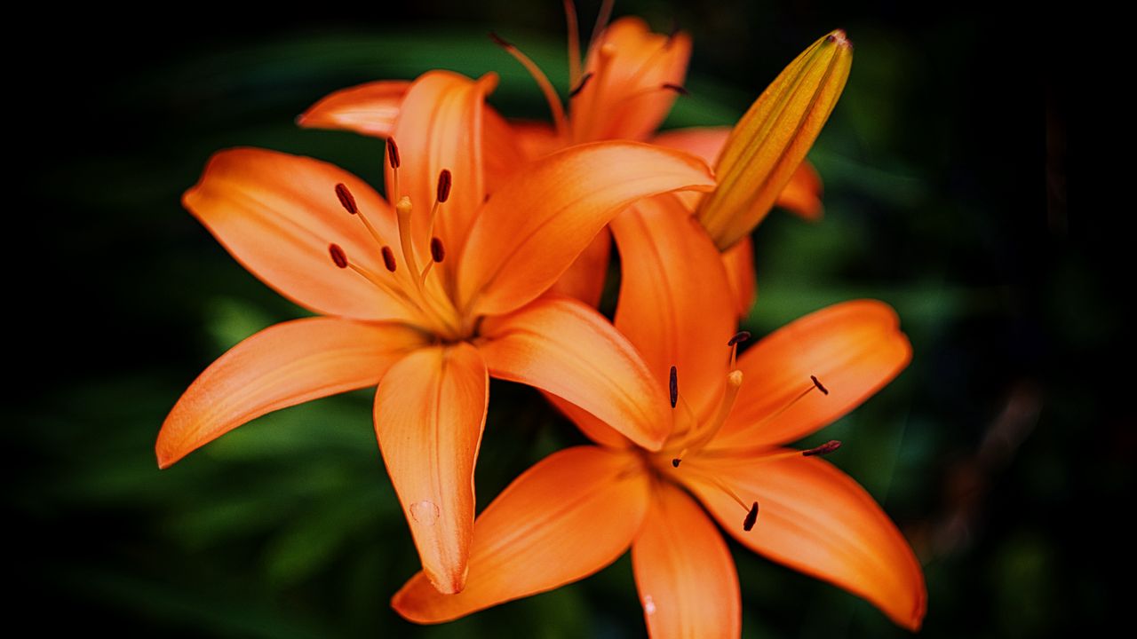 Wallpaper lilies, petals, flowers, orange