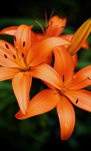 Preview wallpaper lilies, petals, flowers, orange