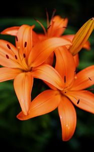 Preview wallpaper lilies, petals, flowers, orange
