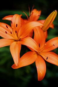 Preview wallpaper lilies, petals, flowers, orange