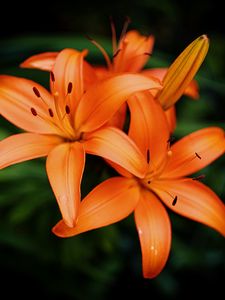 Preview wallpaper lilies, petals, flowers, orange