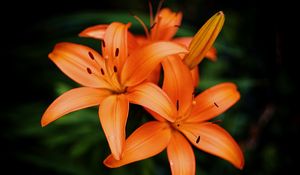 Preview wallpaper lilies, petals, flowers, orange