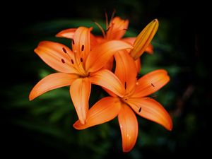 Preview wallpaper lilies, petals, flowers, orange