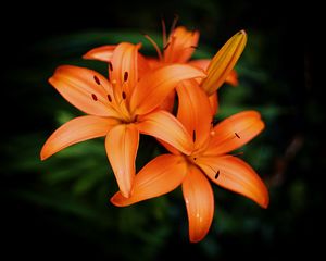Preview wallpaper lilies, petals, flowers, orange