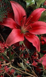 Preview wallpaper lilies, red, bouquet