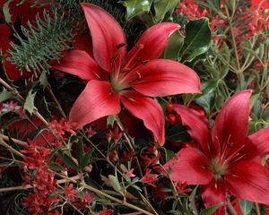 Preview wallpaper lilies, red, bouquet