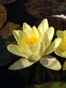 Preview wallpaper lilies, steam, water, leaves, drops, reflection