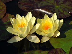 Preview wallpaper lilies, steam, water, leaves, drops, reflection