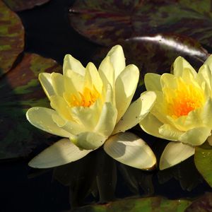 Preview wallpaper lilies, steam, water, leaves, drops, reflection