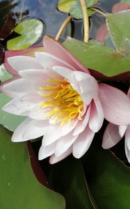 Preview wallpaper lilies, steam, water, drops, leaves