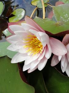 Preview wallpaper lilies, steam, water, drops, leaves