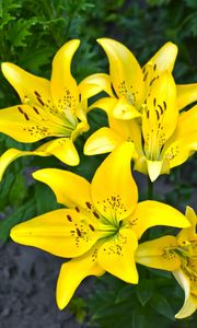 Preview wallpaper lilies, yellow, flower, flowerbed