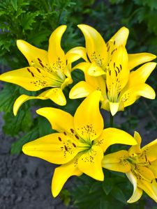 Preview wallpaper lilies, yellow, flower, flowerbed