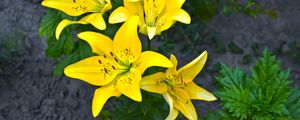 Preview wallpaper lilies, yellow, flower, flowerbed