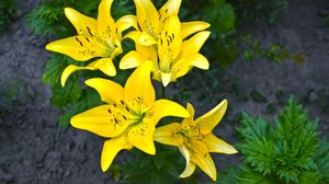 Preview wallpaper lilies, yellow, flower, flowerbed