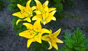 Preview wallpaper lilies, yellow, flower, flowerbed