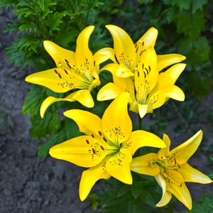 Preview wallpaper lilies, yellow, flower, flowerbed