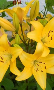 Preview wallpaper lilies, yellow, flowerbed, wall, green, stamens