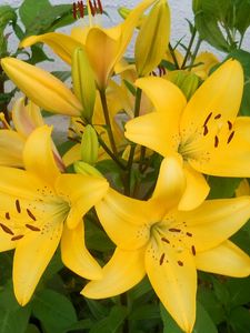 Preview wallpaper lilies, yellow, flowerbed, wall, green, stamens