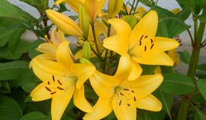 Preview wallpaper lilies, yellow, flowerbed, wall, green, stamens