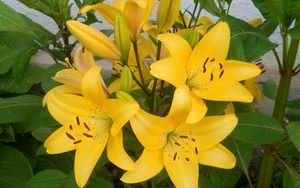 Preview wallpaper lilies, yellow, flowerbed, wall, green, stamens