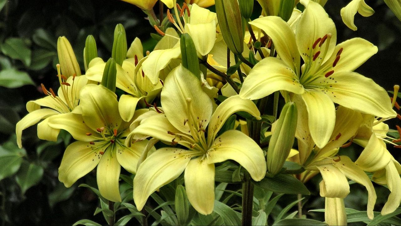 Wallpaper lilies, yellow, flowers, buds, close-up