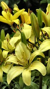 Preview wallpaper lilies, yellow, flowers, buds, close-up