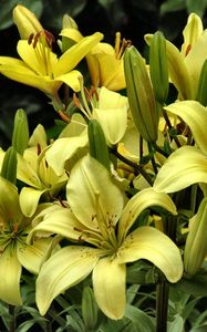 Preview wallpaper lilies, yellow, flowers, buds, close-up