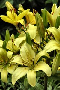 Preview wallpaper lilies, yellow, flowers, buds, close-up