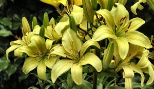 Preview wallpaper lilies, yellow, flowers, buds, close-up