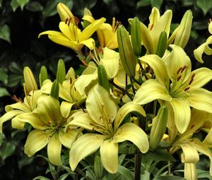 Preview wallpaper lilies, yellow, flowers, buds, close-up