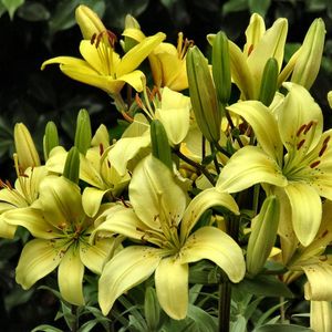 Preview wallpaper lilies, yellow, flowers, buds, close-up