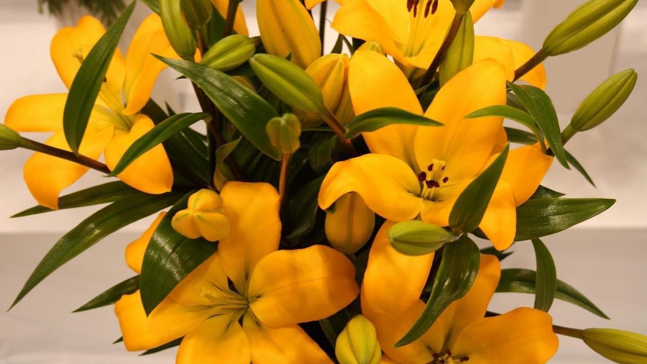 Wallpaper lilies, yellow, flowers, buds, leaves