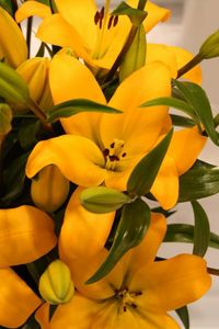 Preview wallpaper lilies, yellow, flowers, buds, leaves