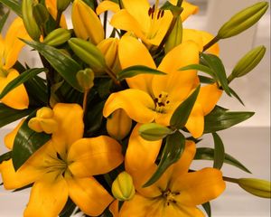 Preview wallpaper lilies, yellow, flowers, buds, leaves