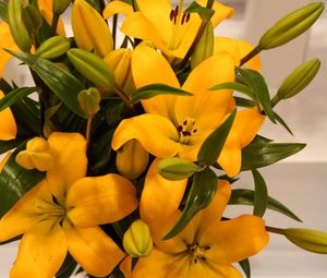 Preview wallpaper lilies, yellow, flowers, buds, leaves