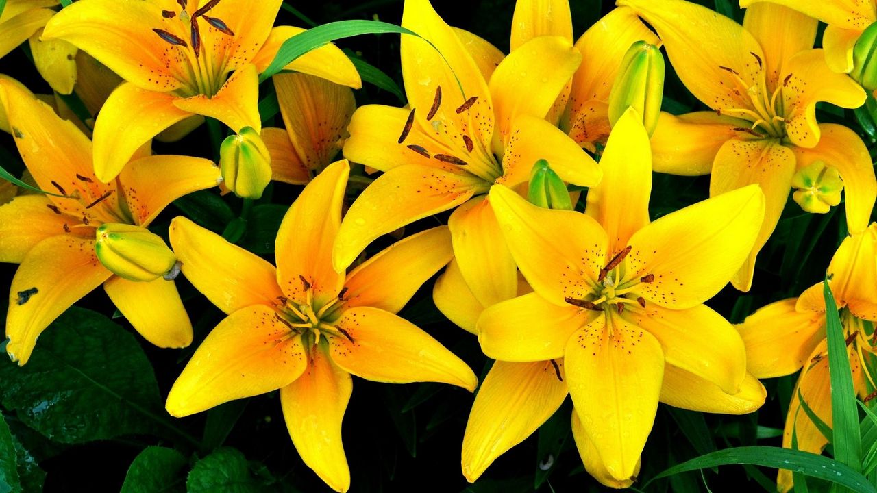 Wallpaper lilies, yellow, flowers, drops, flowerbed