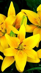 Preview wallpaper lilies, yellow, flowers, drops, flowerbed