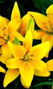 Preview wallpaper lilies, yellow, flowers, drops, flowerbed