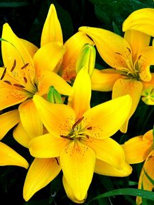 Preview wallpaper lilies, yellow, flowers, drops, flowerbed