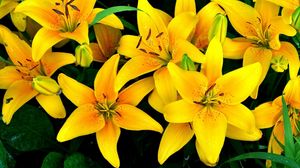 Preview wallpaper lilies, yellow, flowers, drops, flowerbed