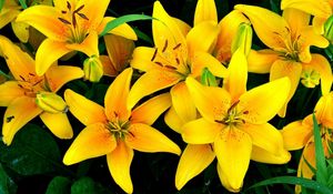 Preview wallpaper lilies, yellow, flowers, drops, flowerbed