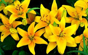 Preview wallpaper lilies, yellow, flowers, drops, flowerbed