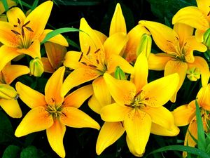 Preview wallpaper lilies, yellow, flowers, drops, flowerbed