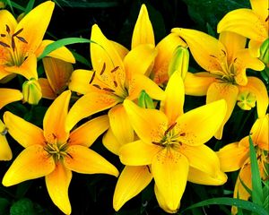 Preview wallpaper lilies, yellow, flowers, drops, flowerbed