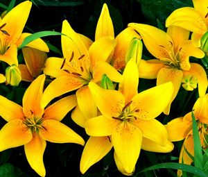 Preview wallpaper lilies, yellow, flowers, drops, flowerbed