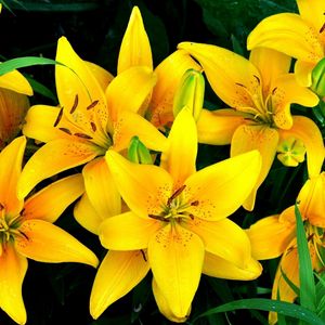 Preview wallpaper lilies, yellow, flowers, drops, flowerbed