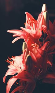 Preview wallpaper lily, bouquet, flowers, blur